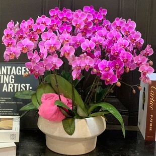 上海蝴蝶兰盆栽带真鲜花快递同城北京广州开 业乔迁重庆合肥武汉