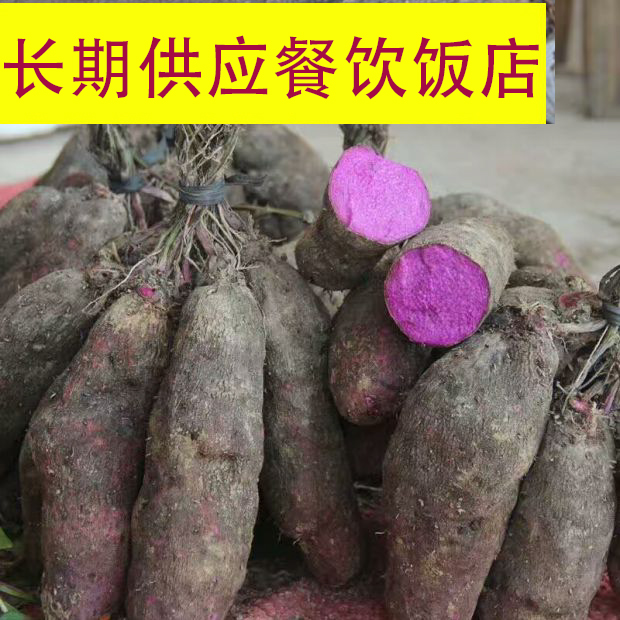 新鲜大薯赣南种苗当季紫玉淮山