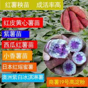 赣南黄心小香薯番薯红薯秧苗地瓜苗西瓜红秧地瓜秧种子种苗种植