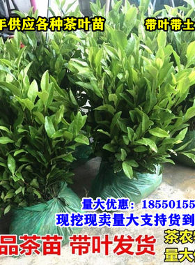正宗茶叶苗龙井茶绿茶苗铁观音茶苗白茶树苗毛尖茶苗碧螺春茶苗