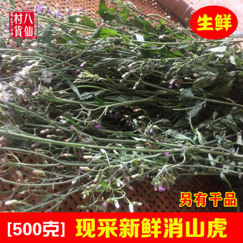 新鲜夜香牛现采消山虎