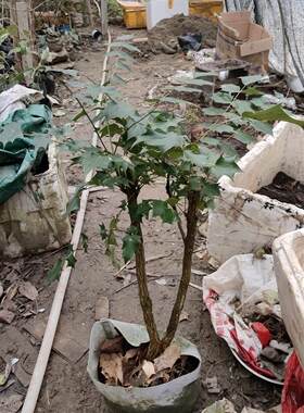 江西高山苦黄莲十大功劳树木  土黄连树苗  阳台花卉盆栽泡水喝