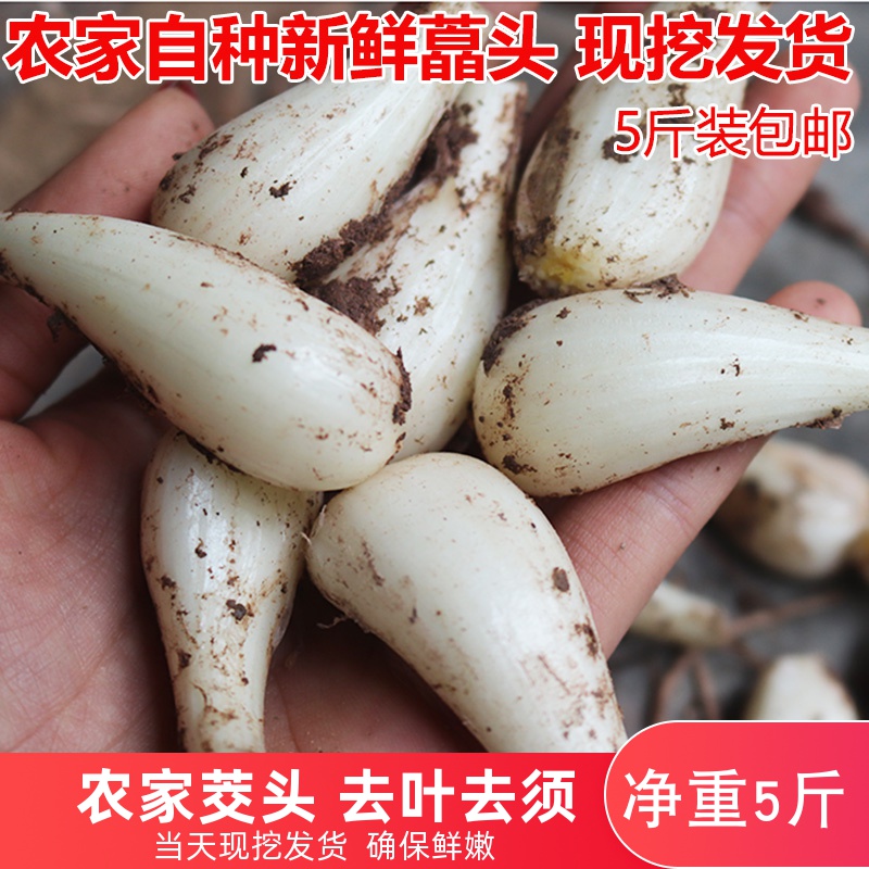 藠头新鲜江西农家自种野生现挖