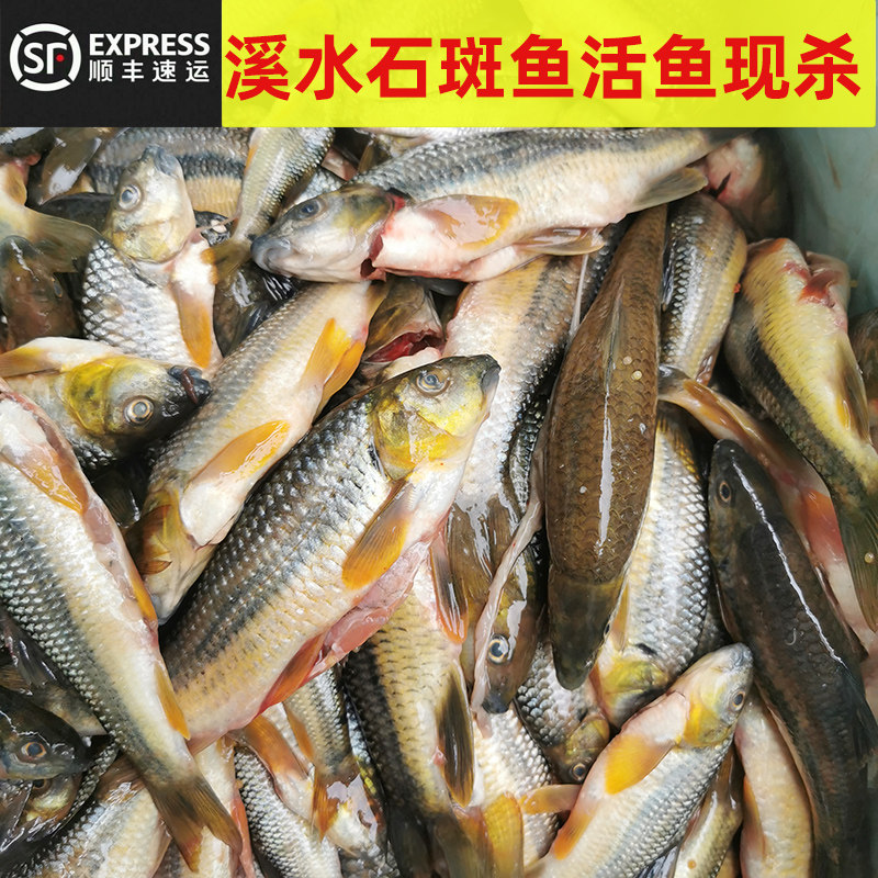 江西新鲜淡水鱼小溪石斑鱼鲜活水产冷冻光唇鱼鱼小鱼生鲜杀好