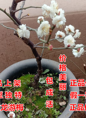 原生扦插龙游梅盆栽盆景地栽梅花树苗 梅花小苗冬季庭院耐寒花卉