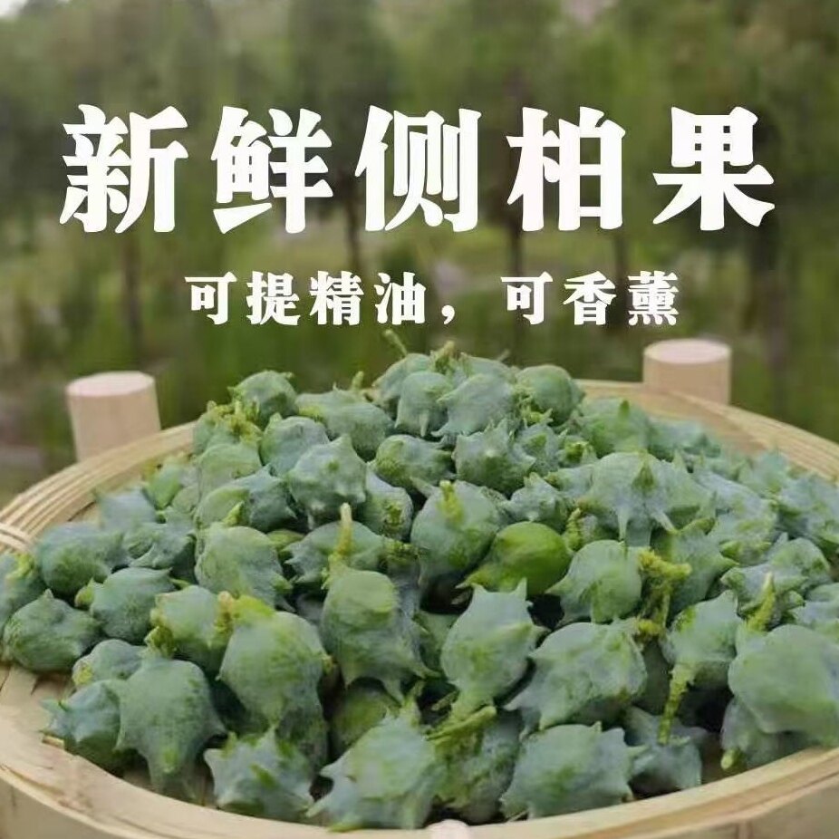 新鲜柏树果 现摘现发侧柏籽 柏树子籽侧柏果 干鱼柏香果药材包邮