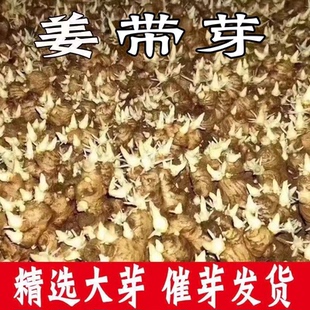 江西赣南催芽带芽竹根姜重庆仔姜食用生姜老姜嫩小黄姜小姜子嫩姜