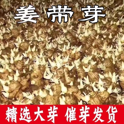 四川犍为催芽带芽竹根姜