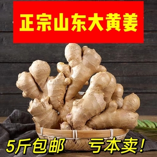 山东大黄姜老姜干姜月子姜母姜新鲜大黄姜农家自种小黄姜香辣食材