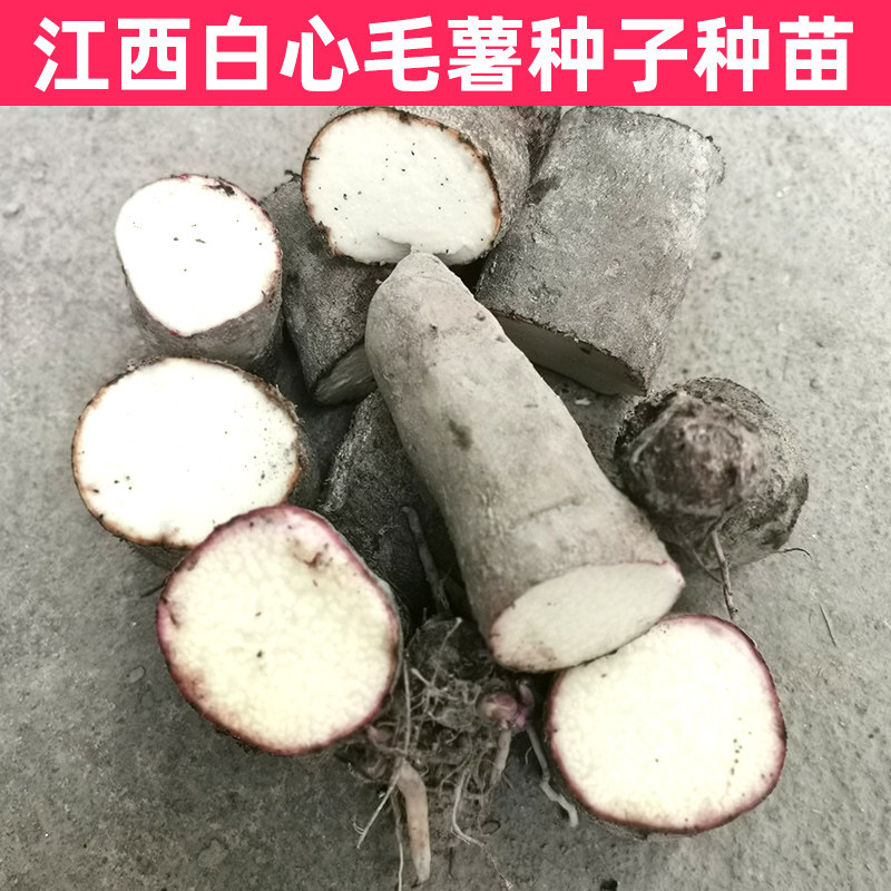 催芽江西赣南紫山药脚板薯种子种苗白心薯毛薯种籽秧苗白薯种块
