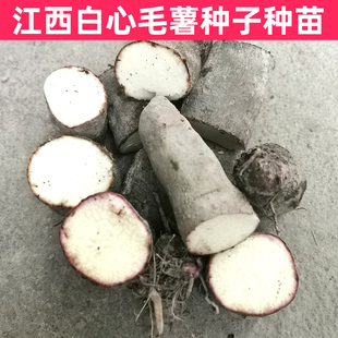催芽江西赣南紫山药脚板薯种子种苗白心薯毛薯种籽秧苗白薯种块