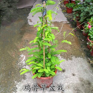 鸡骨草盆栽爬藤绿植物广东相思子苗室内阳台庭院食用清热祛湿泡茶