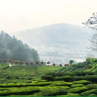 (工厂直销)绿茶2024新茶江西上犹茶毛尖茶早春高山云雾茶叶散装