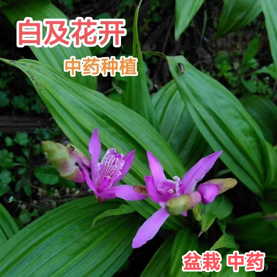 三叉白及  中药盆栽  庭院阳台 白芨种苗 中草药种子种植种球种茎