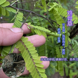 鸡骨草苗盆栽 广东红母鸡草大黄草种苗 好养可食用相思子爬藤绿植