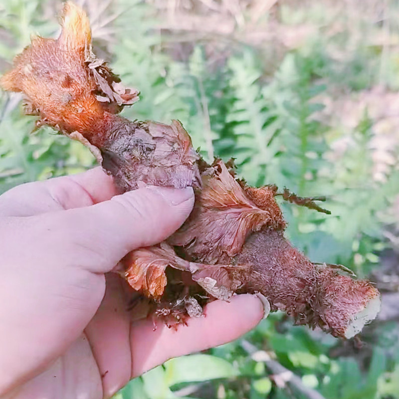 现采骨碎补新鲜毛姜石岩姜崖姜生发爬岩姜野猴姜接骨草煲汤中药材