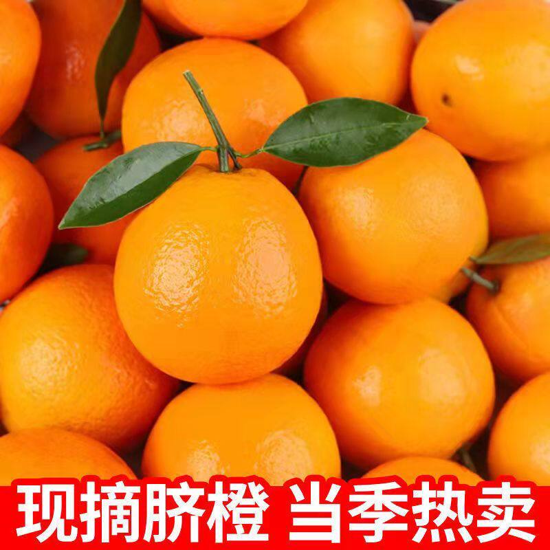 农青哥江西赣南脐橙新鲜水果现摘甜橙赣州橙子当季手剥橙5斤包邮图片