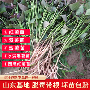 烟薯25号蜜薯苗 脱毒红薯秧苗农科院25号苗脱毒原种苗糖心番薯苗