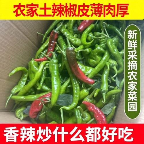 江西农家辣椒新鲜土辣椒青椒自种特辣爆辣现摘现发薄皮辣味十足