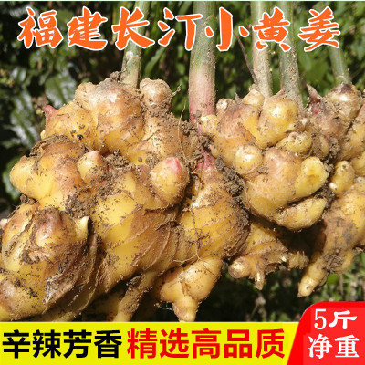 福建特产长汀小黄姜原生