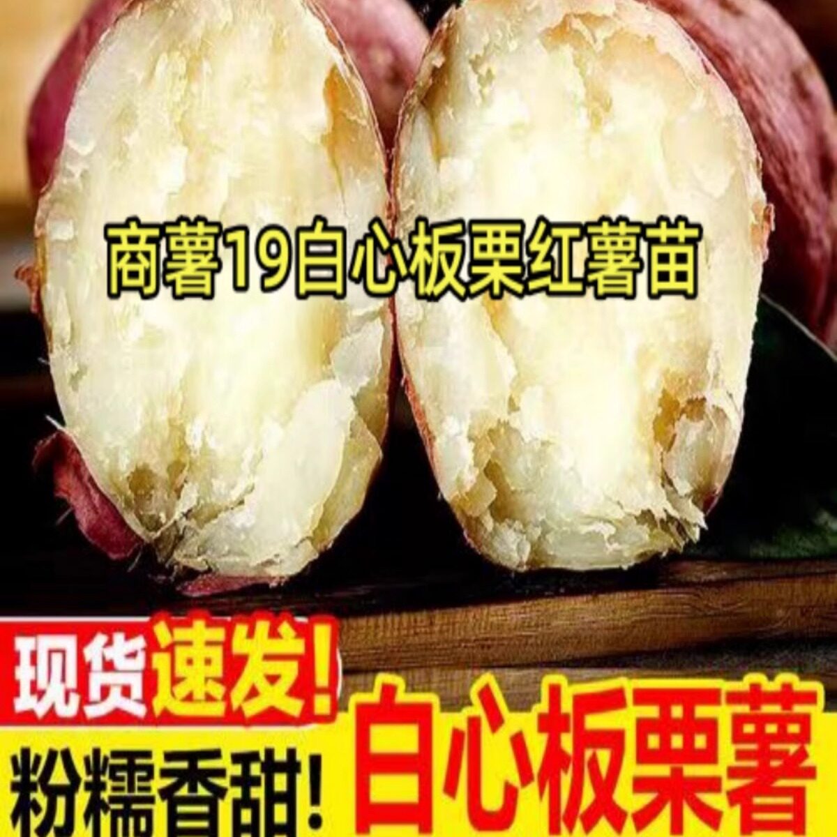 商薯19白心板栗红薯苗种图片