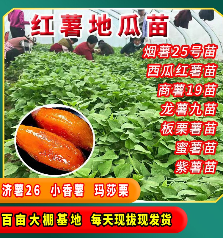红署苗地瓜秧龙署九苗西瓜红薯苗紫薯苗密署苗烟薯25苗高淀粉薯苗