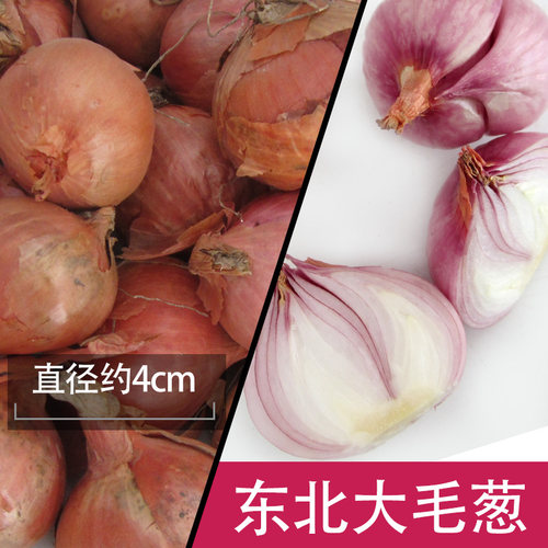 东北特产农家小毛葱圆葱鬼子葱新鲜上市毛葱1斤装满5斤包邮