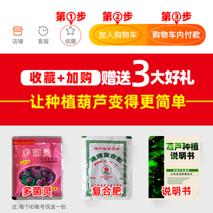 葫芦苗手捻小葫芦种子八宝文玩观赏盆栽特大亚腰葫芦籽大葫芦苗秧