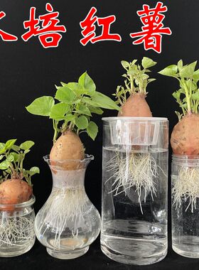 幼儿园植物角盆栽自然角儿童植物观察窗生长水培红薯山芋地瓜苗