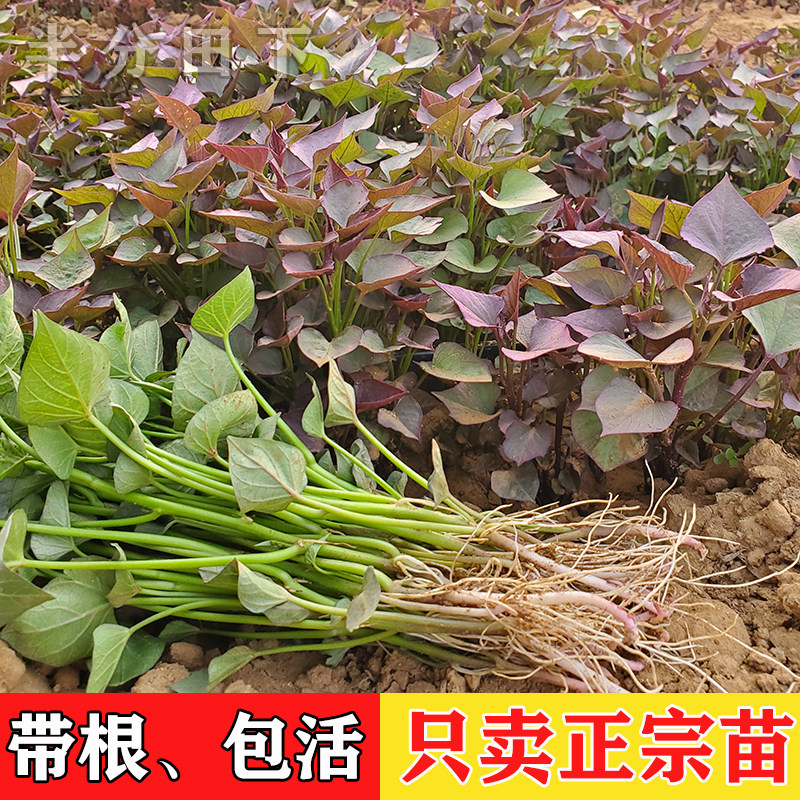 红薯苗秧蜜薯苗烟薯25号苗西瓜红红薯苗紫薯苗地瓜苗子板栗薯苗图片