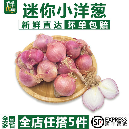 【千牛优福】迷你小洋葱500g 新鲜生吃东北毛葱朱葱鬼子葱小圆葱