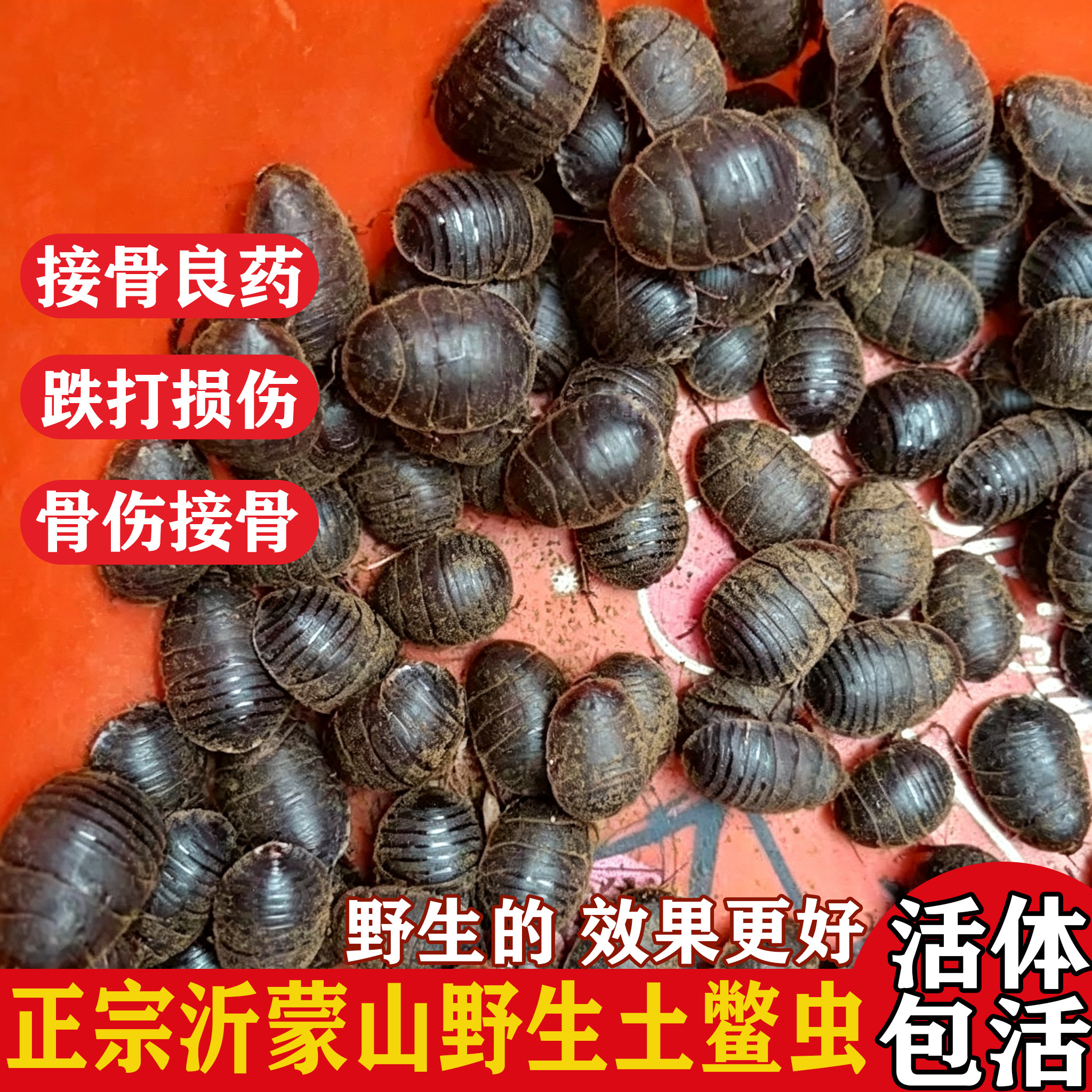 野生活土鳖虫活土元活虫地鳖虫土鳖子食用中药材骨伤偏方500g包邮