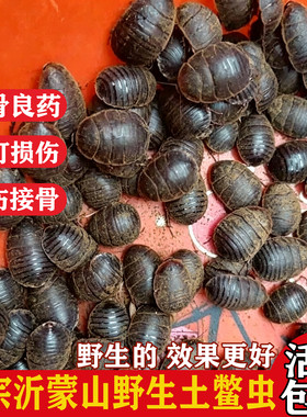 野生活土鳖虫中药材土鳖虫包邮