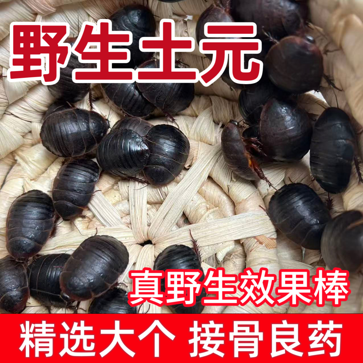 野生活土元活的土鳖虫鲜活接骨虫中药材食用土鳖虫地鳖虫地乌龟