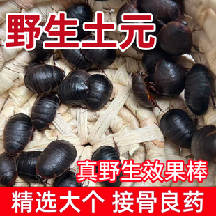 野生活土元活的土鳖虫鲜活接骨虫中药材食用土鳖虫地鳖虫地乌龟
