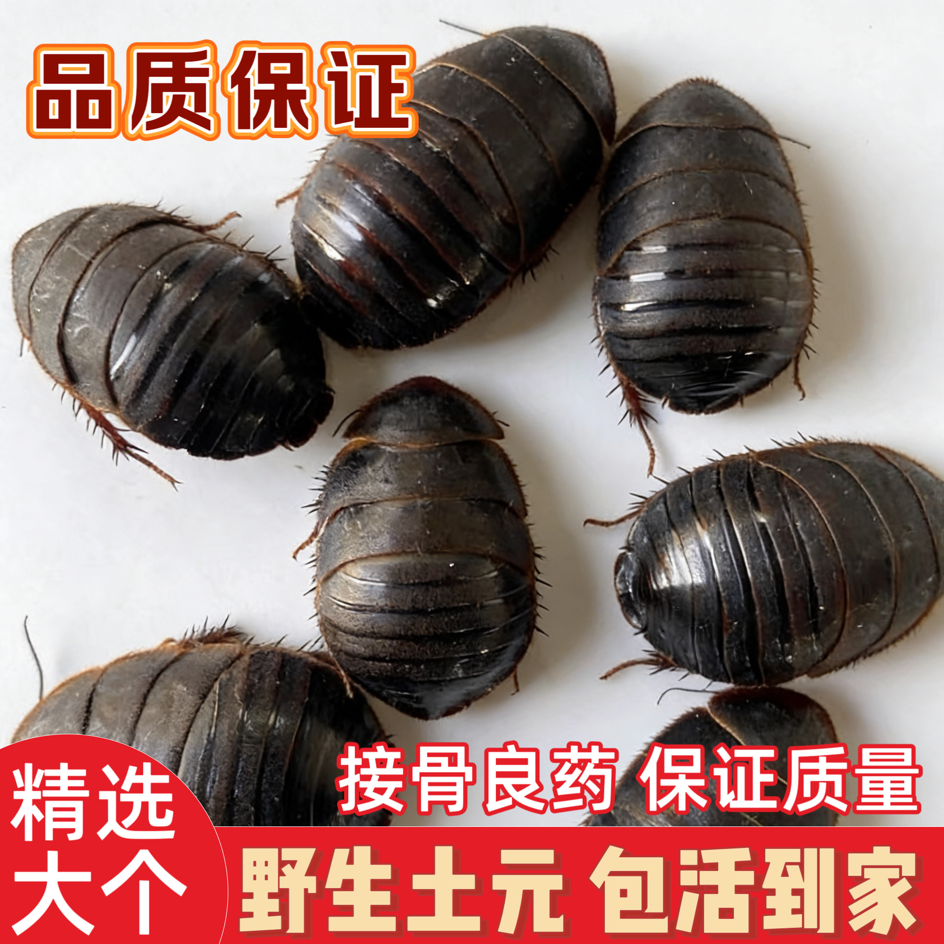 野生活土鳖虫活土元虫接骨虫土鳖虫中药材食用土鳖子地鳖虫500g
