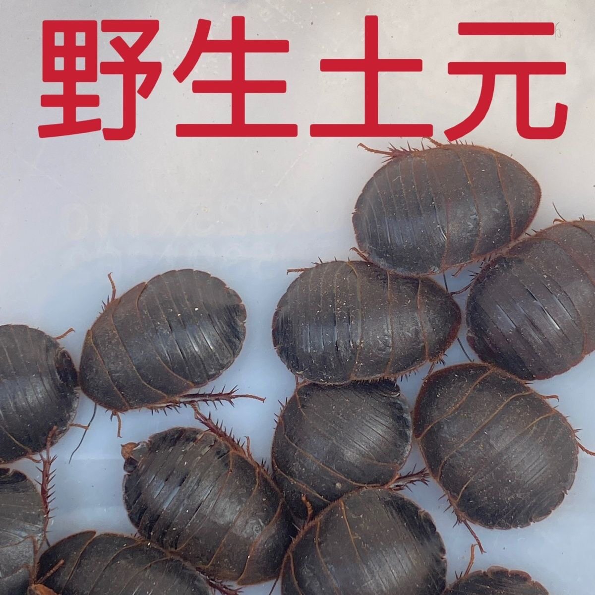 野生活土鳖虫活土元鲜活接骨虫地鳖虫地乌龟中药材土鳖虫包活包邮