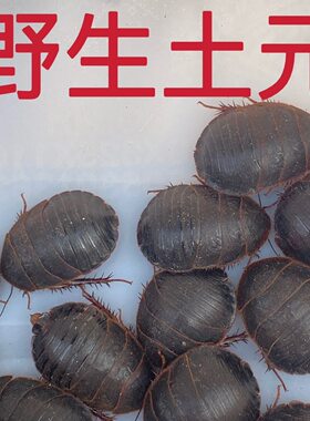 野生活土鳖虫活土元【包活到家】