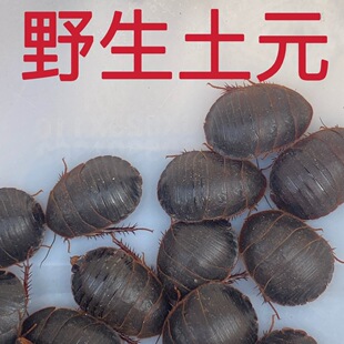 野生活土鳖虫活土元鲜活接骨虫地鳖虫地乌龟中药材土鳖虫包活包邮