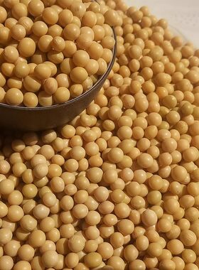 河南内黄农家自种黄豆 豆浆专用 生豆芽