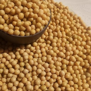 河南内黄农家自种黄豆 生豆芽 豆浆专用