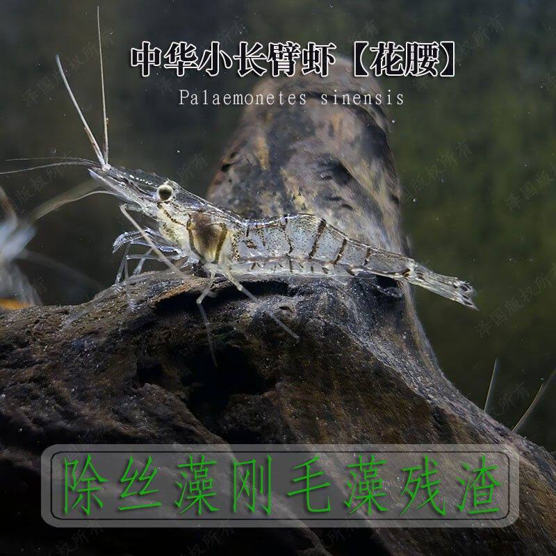 正宗活体花腰虾中华小长臂虾鱼缸除丝藻刚毛藻残渣冷水淡水工具虾