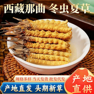 野生冬虫夏草心灵脐术正品头期冬虫草非青海玉树新鲜干货断虫草
