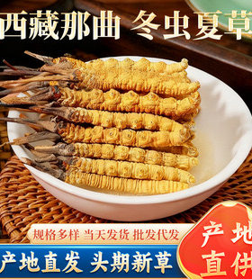 野生冬虫夏草心灵脐术正品头期冬虫草非青海玉树新鲜干货断虫草