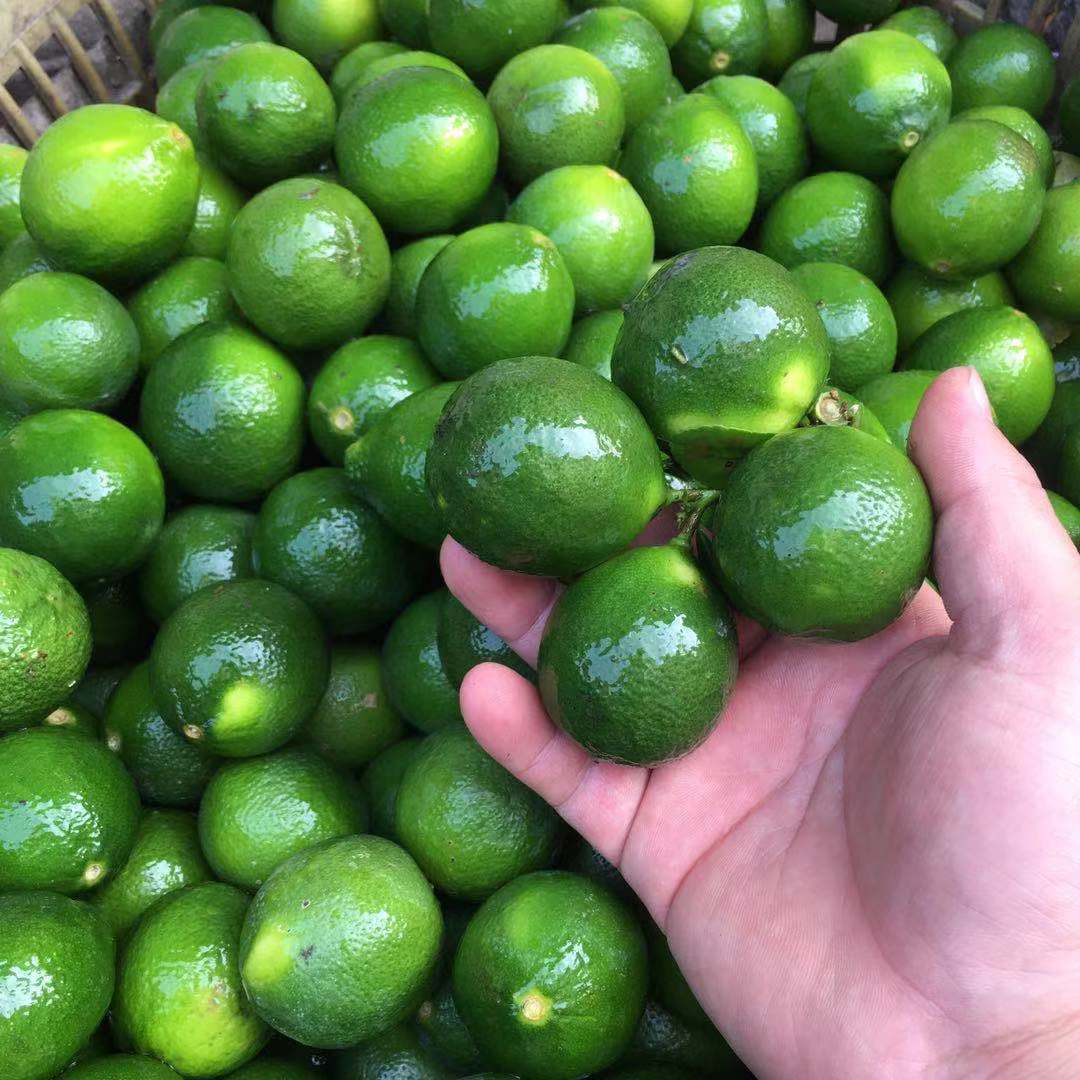 500克青柠檬新鲜青柠檬