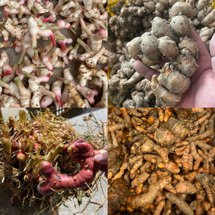 包邮新鲜泰国南姜500克 东南亚调味香料冬阴功汤配备红皮白皮黄姜