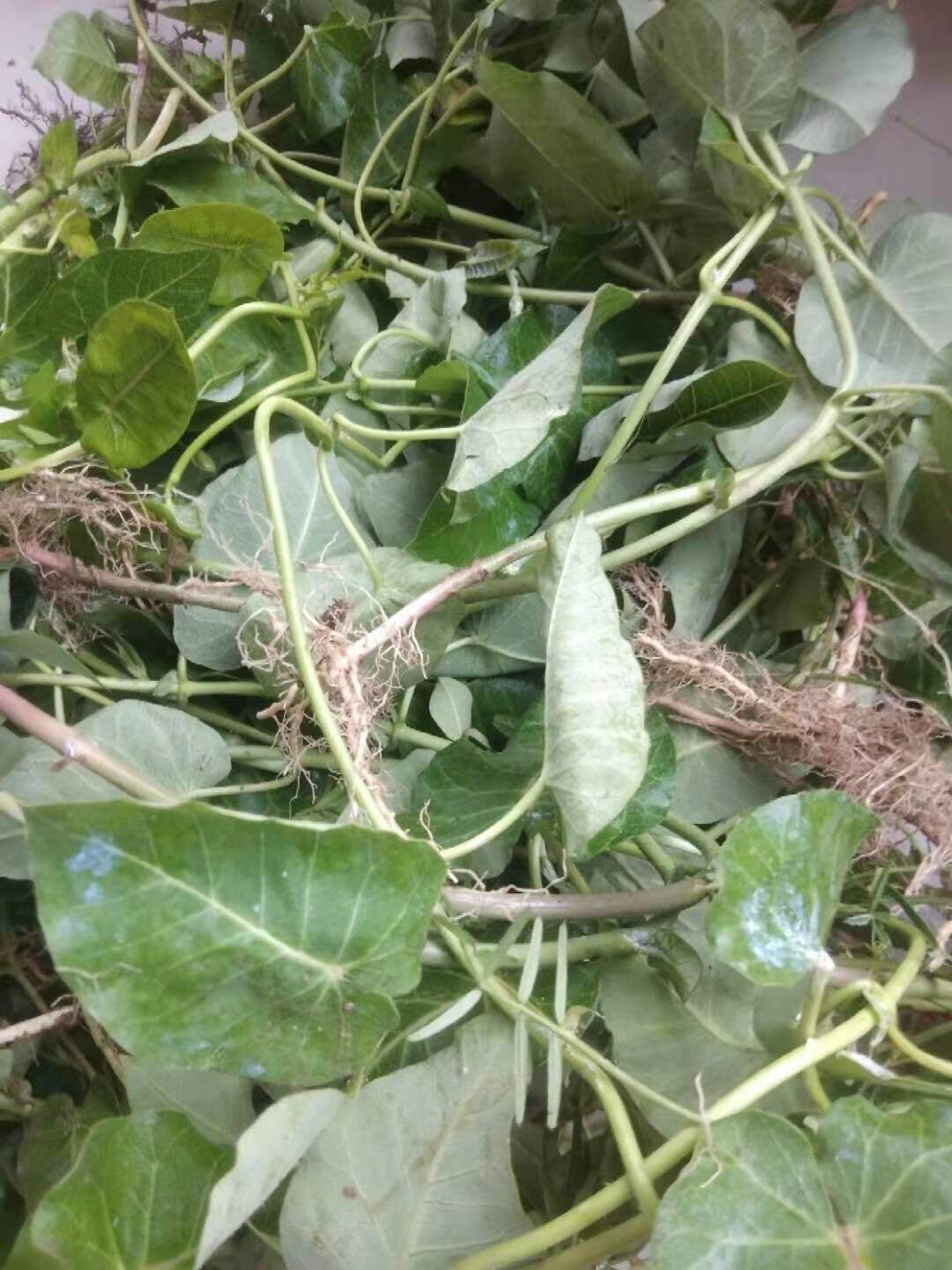 现挖新鲜 萝摩藤  天浆壳蔓藤草奶合藤  奶浆藤 萝摩根部 干品