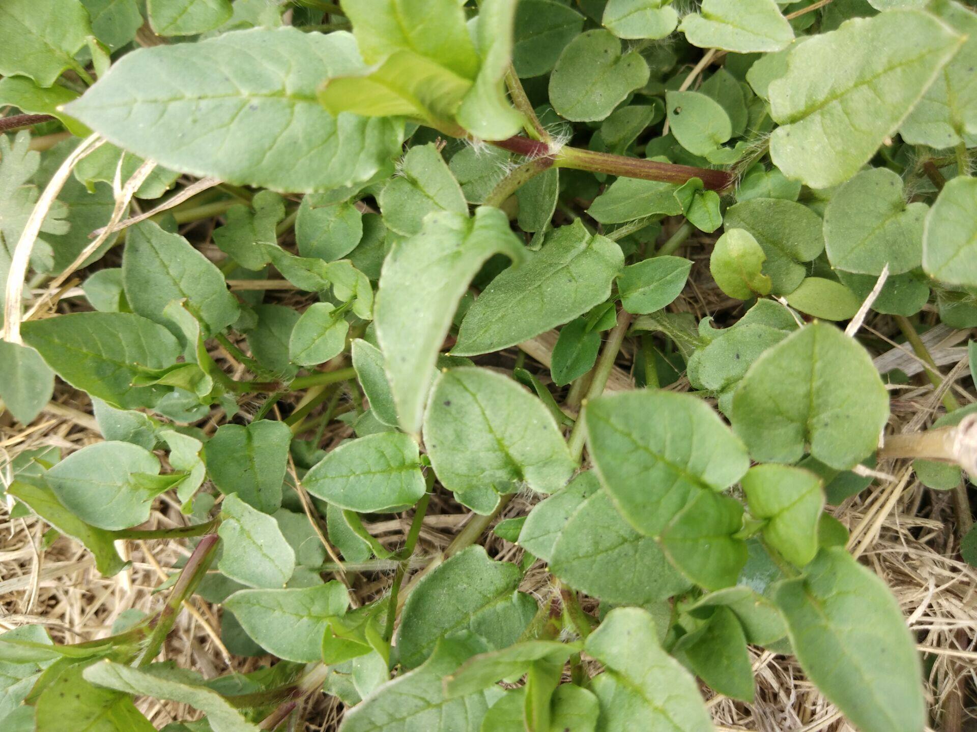 新鲜现采繁缕新鲜 鹅肠菜 鸡肠菜 菜500g包邮  鹅儿肠菜