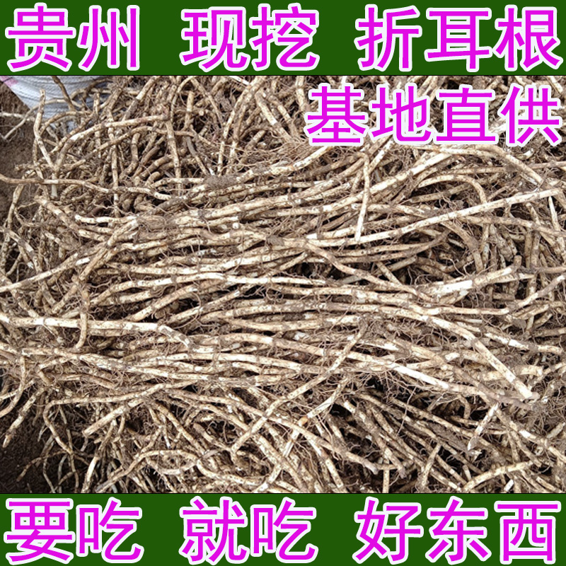 鱼腥草 折耳根 折二根 节节根 新鲜 贵州特产现挖带泥 商用批发