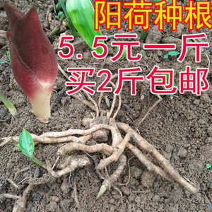 莲花姜价格 莲花姜图片 星期三
